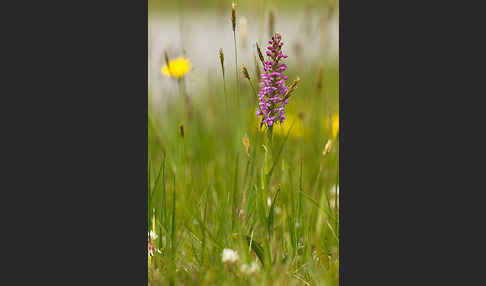 Große Händelwurz (Gymnadenia conopsea)