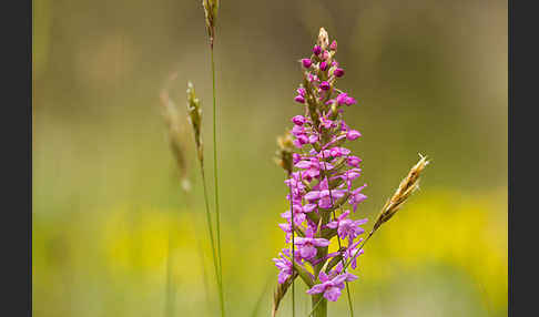 Große Händelwurz (Gymnadenia conopsea)