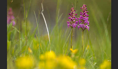 Große Händelwurz (Gymnadenia conopsea)