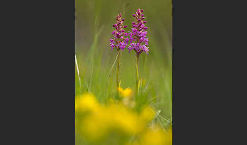 Große Händelwurz (Gymnadenia conopsea)