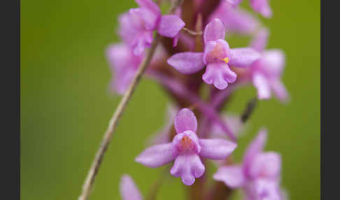 Große Händelwurz (Gymnadenia conopsea)