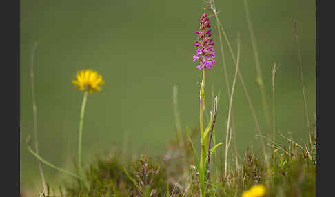 Große Händelwurz (Gymnadenia conopsea)