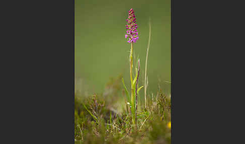 Große Händelwurz (Gymnadenia conopsea)