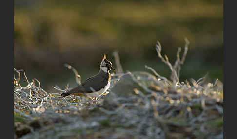 Kiebitz (Vanellus vanellus)