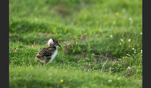 Kiebitz (Vanellus vanellus)