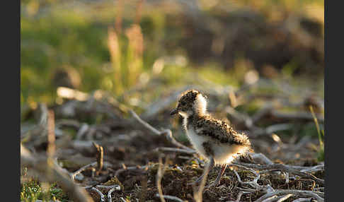 Kiebitz (Vanellus vanellus)