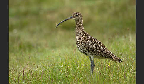 Großer Brachvogel (Numenius arquata)