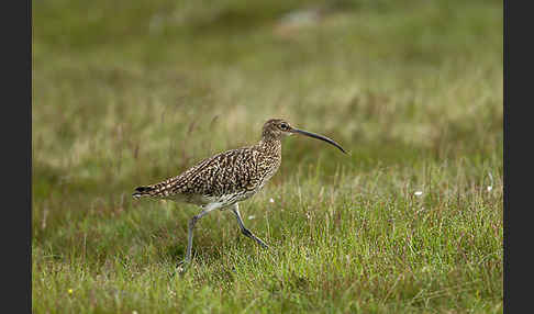 Großer Brachvogel (Numenius arquata)