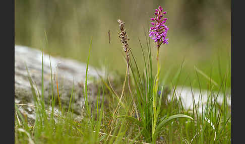 Große Händelwurz (Gymnadenia conopsea)