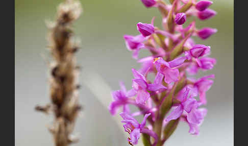 Große Händelwurz (Gymnadenia conopsea)