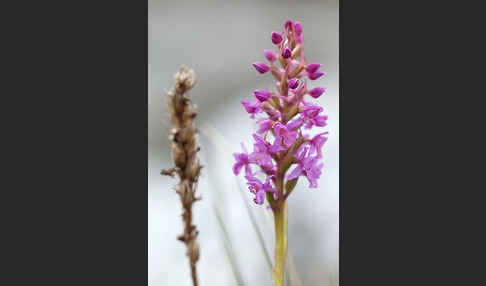 Große Händelwurz (Gymnadenia conopsea)