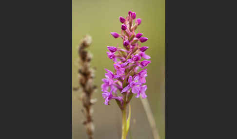 Große Händelwurz (Gymnadenia conopsea)