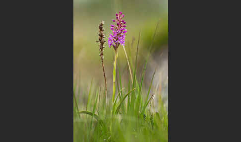 Große Händelwurz (Gymnadenia conopsea)