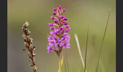 Große Händelwurz (Gymnadenia conopsea)