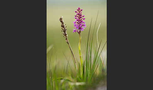 Große Händelwurz (Gymnadenia conopsea)