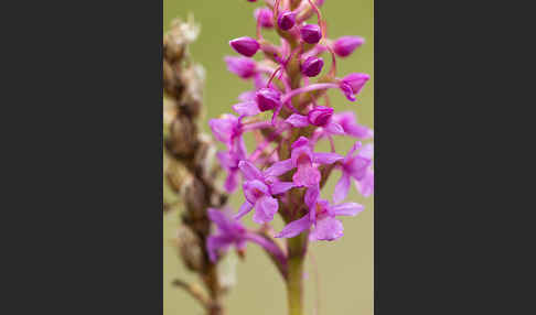 Große Händelwurz (Gymnadenia conopsea)