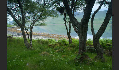 Moor-Birke (Betula pubescens)