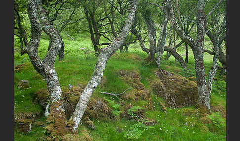 Moor-Birke (Betula pubescens)