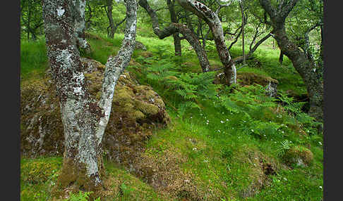 Moor-Birke (Betula pubescens)