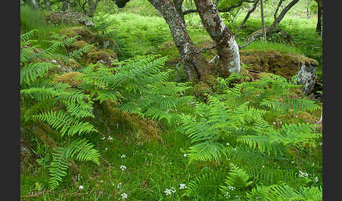 Moor-Birke (Betula pubescens)