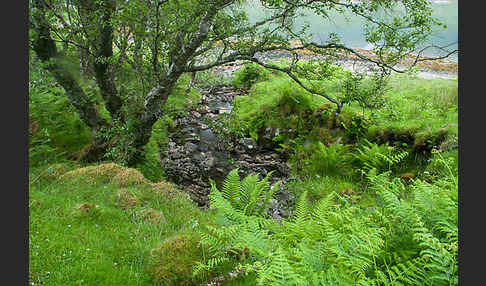 Moor-Birke (Betula pubescens)