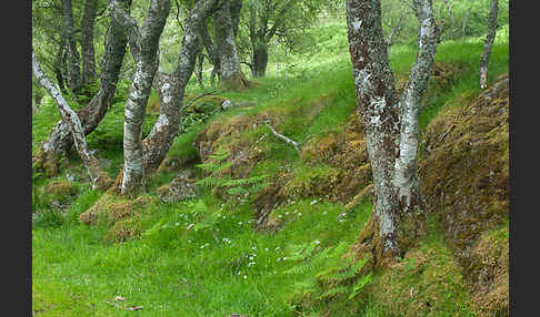 Moor-Birke (Betula pubescens)