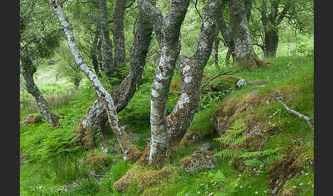 Moor-Birke (Betula pubescens)