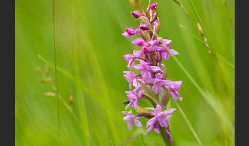 Große Händelwurz (Gymnadenia conopsea)