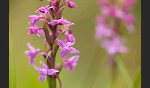 Große Händelwurz (Gymnadenia conopsea)