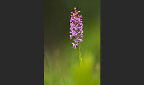 Große Händelwurz (Gymnadenia conopsea)