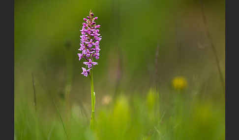 Große Händelwurz (Gymnadenia conopsea)