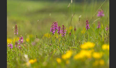 Große Händelwurz (Gymnadenia conopsea)