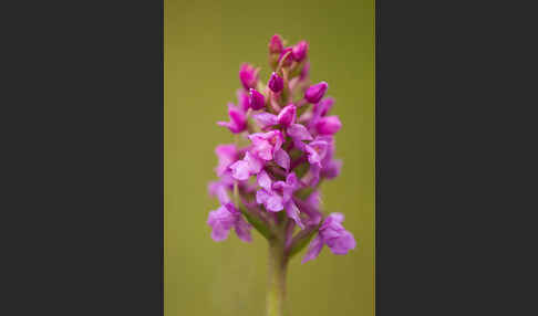 Große Händelwurz (Gymnadenia conopsea)