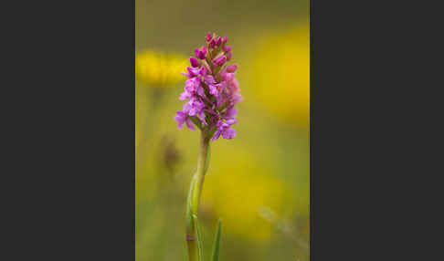 Große Händelwurz (Gymnadenia conopsea)