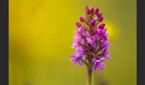 Große Händelwurz (Gymnadenia conopsea)