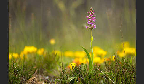 Große Händelwurz (Gymnadenia conopsea)