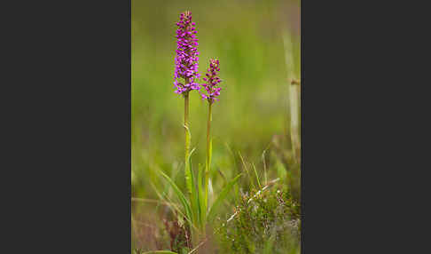 Große Händelwurz (Gymnadenia conopsea)