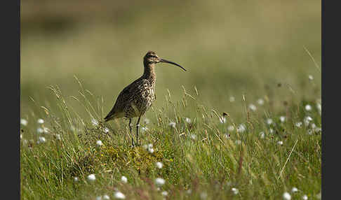 Großer Brachvogel (Numenius arquata)