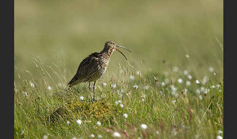 Großer Brachvogel (Numenius arquata)