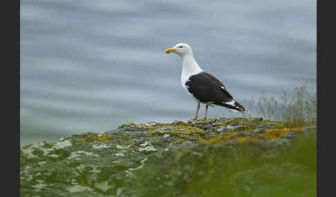 Mantelmöwe (Larus marinus)