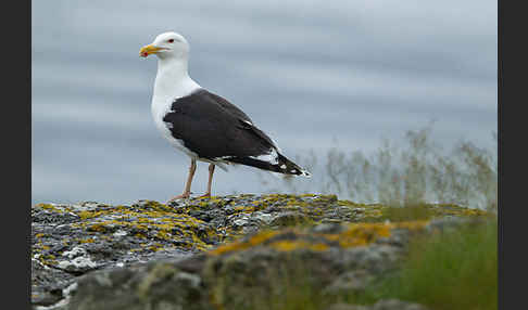 Mantelmöwe (Larus marinus)