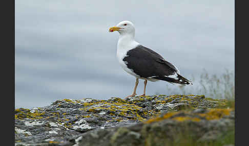 Mantelmöwe (Larus marinus)