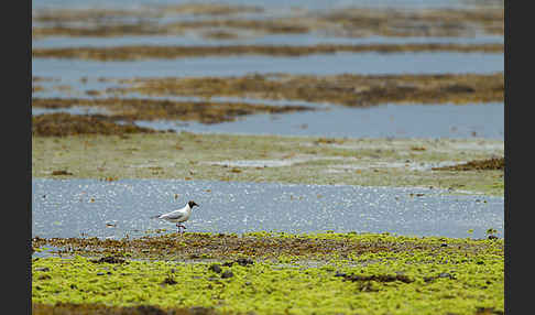 Lachmöwe (Larus ridibundus)