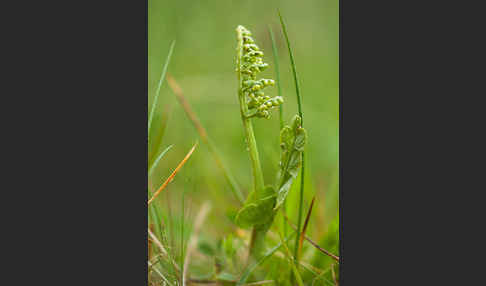 Mond-Rautenfarn (Botrychium lunaria)