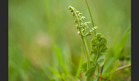 Mond-Rautenfarn (Botrychium lunaria)