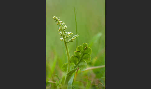 Mond-Rautenfarn (Botrychium lunaria)