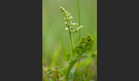 Mond-Rautenfarn (Botrychium lunaria)