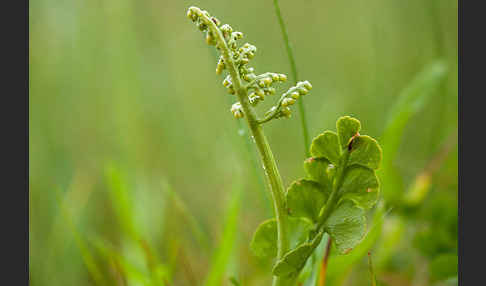 Mond-Rautenfarn (Botrychium lunaria)