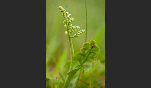 Mond-Rautenfarn (Botrychium lunaria)