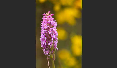 Große Händelwurz (Gymnadenia conopsea)